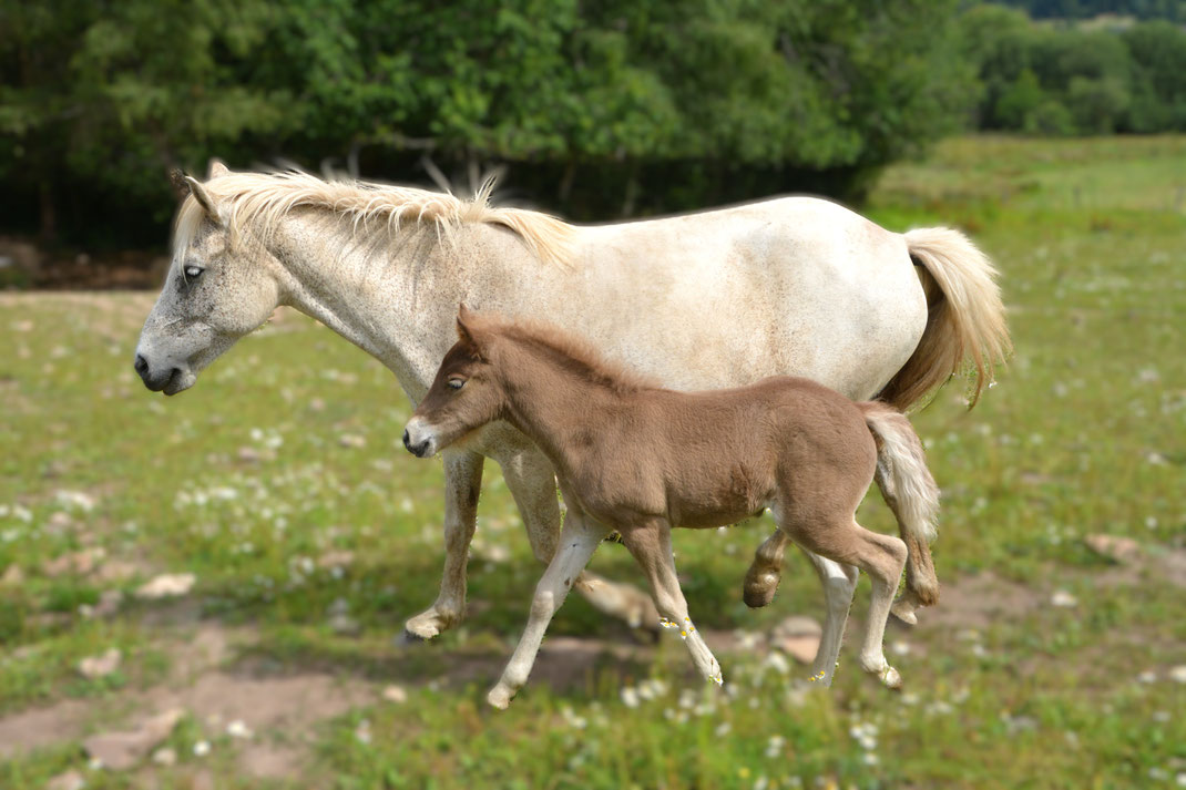 Álfadis und Amelia 2025