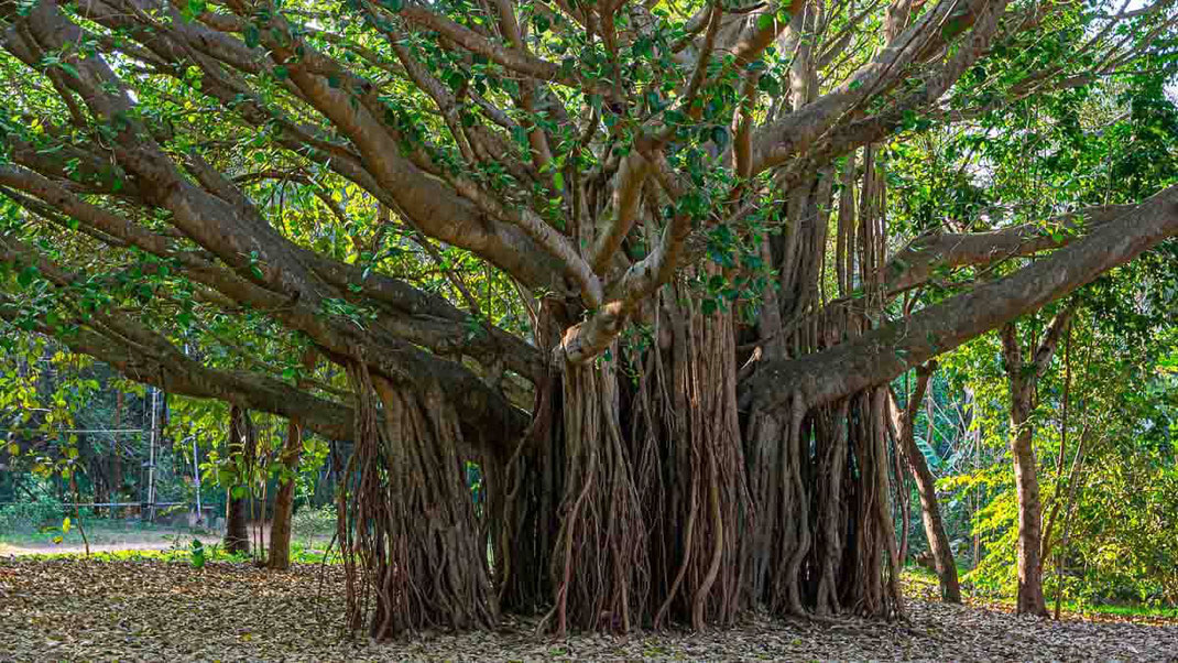 Arbre banyan dans le Tamil Nadu.