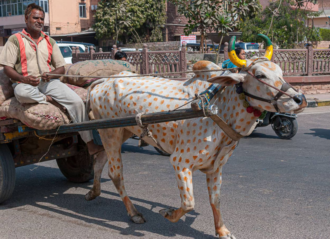 Oignons destinés aux restaurants de Jodhpur (Inde).