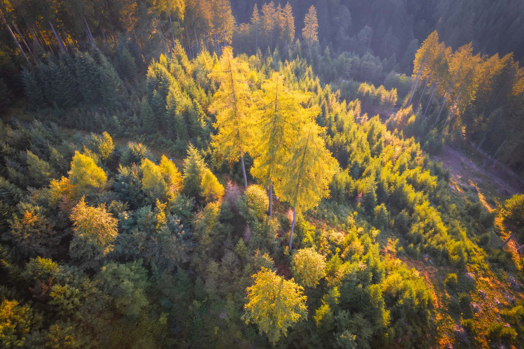 Herbstlich gefärbte Lärchen im Schafrain (Enziwald/Napfgebiet)