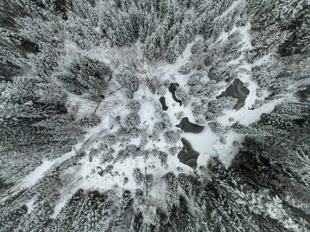 Die Willbergwaldweiher und die "Verbrönnti Ärde" im Winterkleid