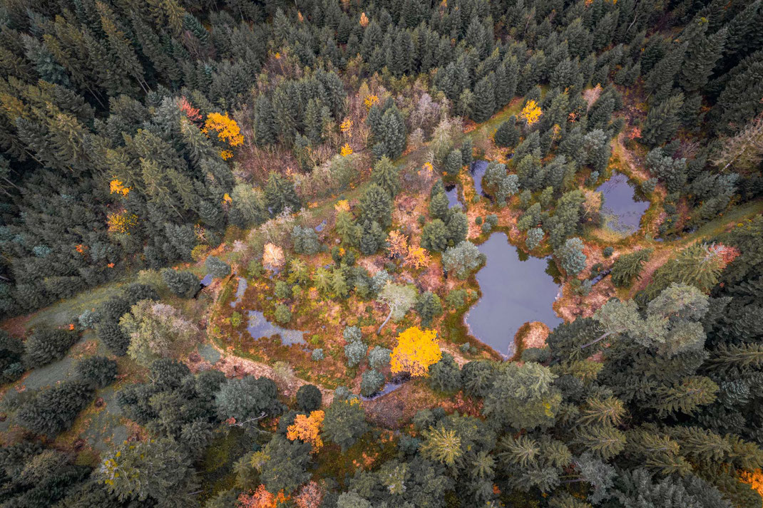 Die Willbergwaldweiher und die "Verbrönnti Ärde" im Herbst