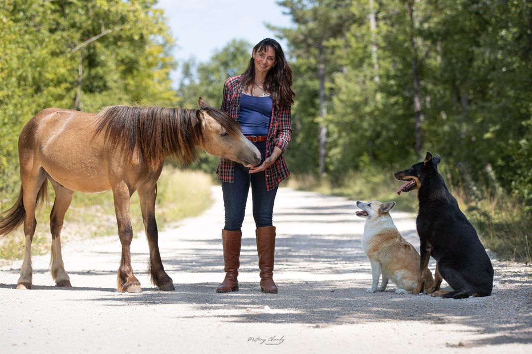 Photo d'Optimus, Leska et Miura pour Dog'N'Co Education canine éthologique, Conseil comportemental, Médiation animale, travail énergétique sur les traumas à Dijon et alentours