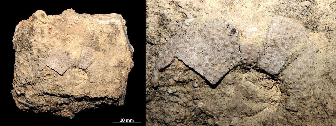 Presunto Paracentrotus lividus, località Pisciarello,  Tarquinia (VT)