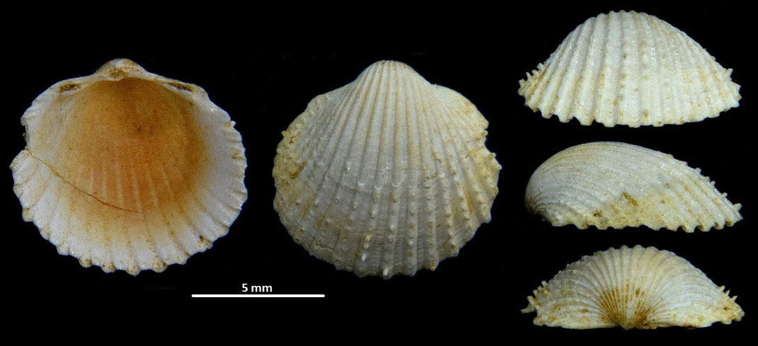 Cardium cfr. leognanense, Miocene dell'Aquitania
