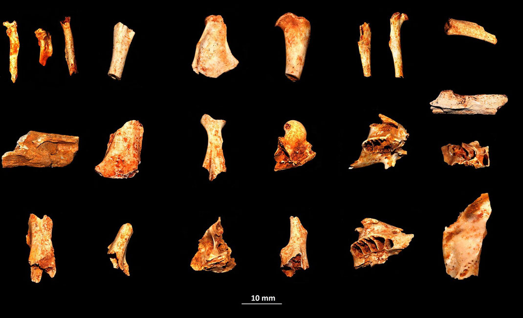 Frammenti di scheletro di Mikrotia magna, il topo gigante del Gargano (Miocene-Pliocene inferiore), Apricena (FG)