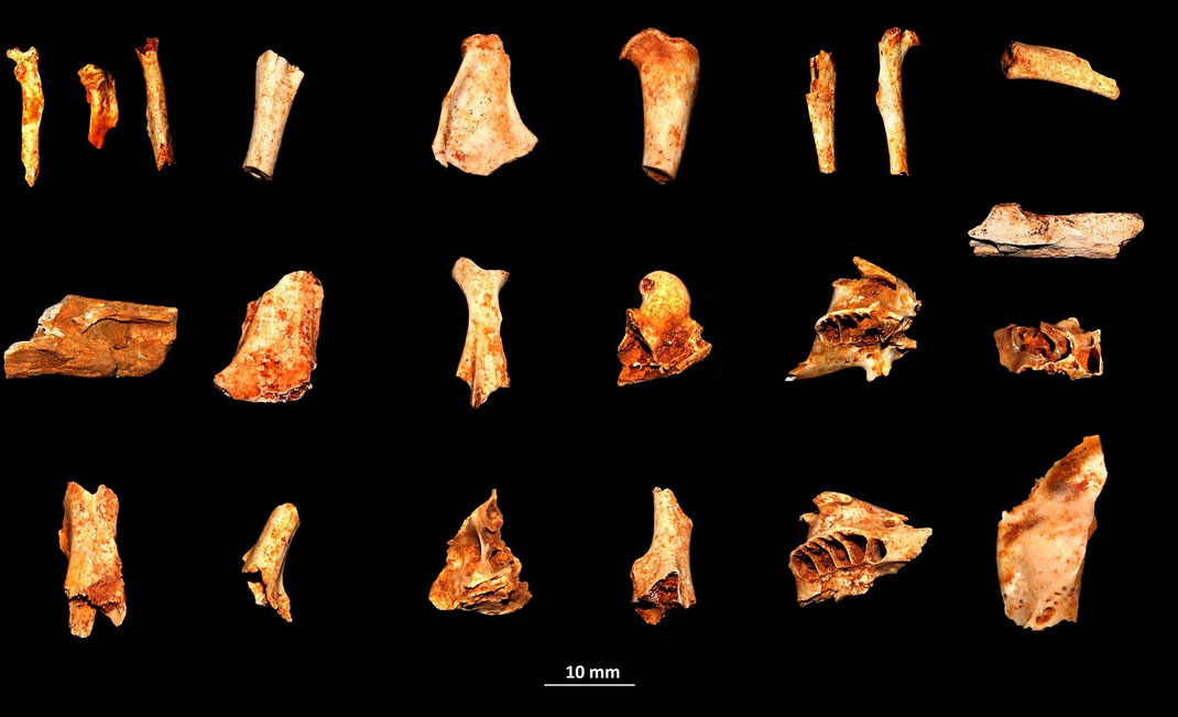 Frammenti di scheletro di Mikrotia magna, il topo gigante del Gargano (Miocene-Pliocene inferiore), Apricena (FG)