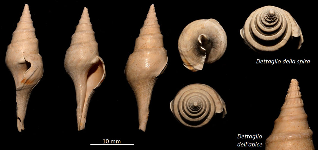 Clavatula carinifera, Miocene del bacino dell'Aquitania