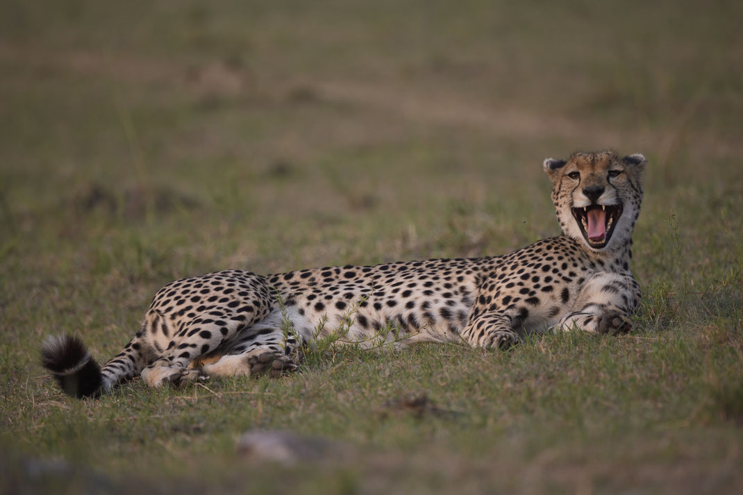 Geparden in der Masai Mara, Kenia fotografiert Uwe Skrzypczak