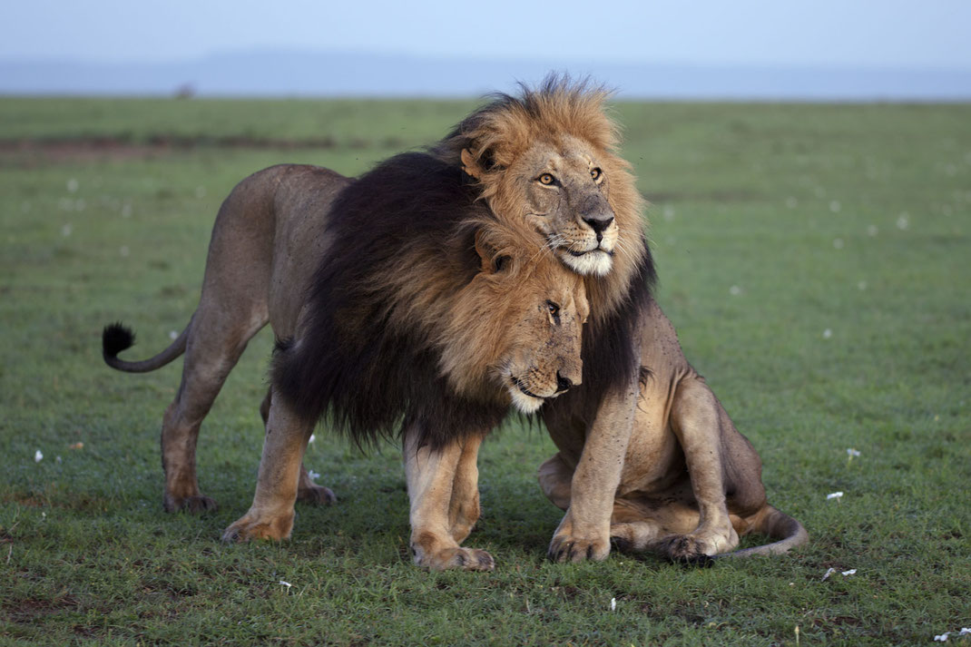 Die schönsten Löwen der Masai Mara, die Brüder Blacky & Lipstick