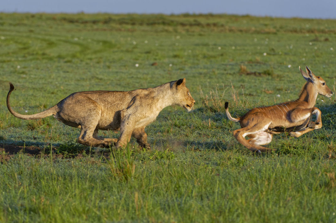 Löwen Jagd Masai Mara, Kenia