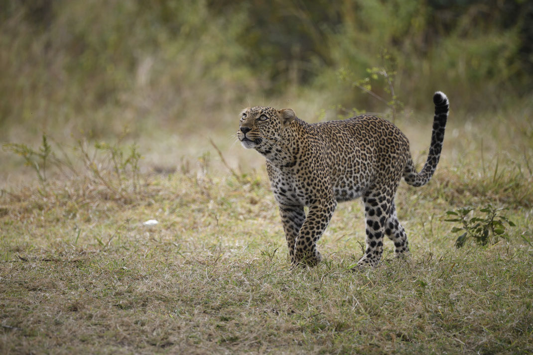 Leopard in der Masai Mara, Kenia fotografiert Uwe Skrzypczak