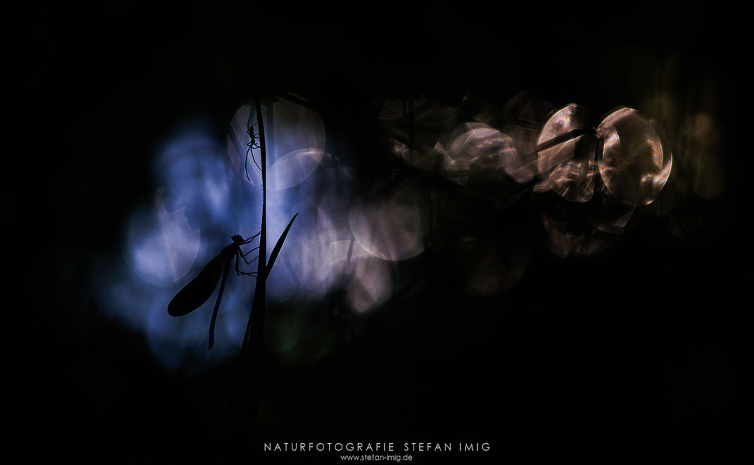 Prachtlibelle und Spinne auf einem Halm, Taubertal