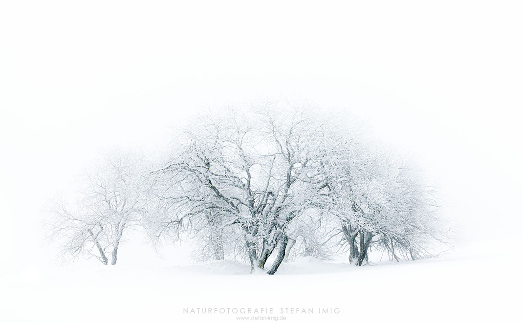 Baumgruppe in Schnee und Nebel, Rhön