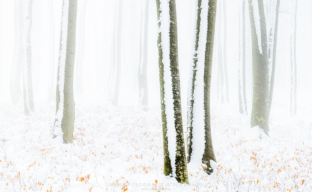 Schnee im Buchenwald, Schwäbische Alb
