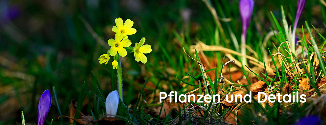 Details und Pflanzen, Lukas Gfeller, Naturfotograf Schweiz