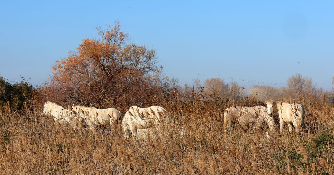 Sehenswürdigkeiten Provence: Eine Herde weißer Pferde stehen am Schilfufer eines kleinen Sees.
