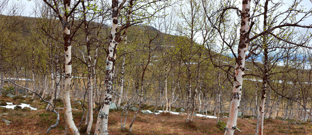 Sehenswürdigkeiten Kilpisjärvi - Dreiländereck: Großflächige Birkenwälder säumen den Wanderweg.