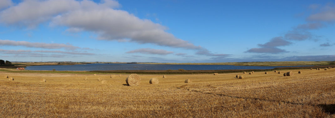 Sehenswürdigkeiten Rattray Head: Strohballen stehen auf dem geernteten Feld vor dem Loch of Strathbeg, einem Schutzgebiet für Wasservögel.