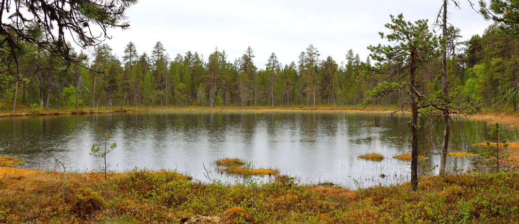Sehenswürdigkeiten Finnland: Einer der 187'888 Seen in Finnland. der nahezu kreisrunde See ist mit Kiefern, Moosen und kleinen Sträuchern umsäumt.