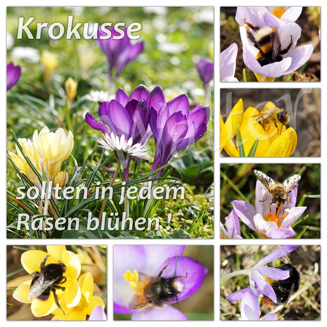 Bild: Krokus, crocus, Wildbiene, Blüte, Schwertliliengewächse, Iridaceae, Frühblüher