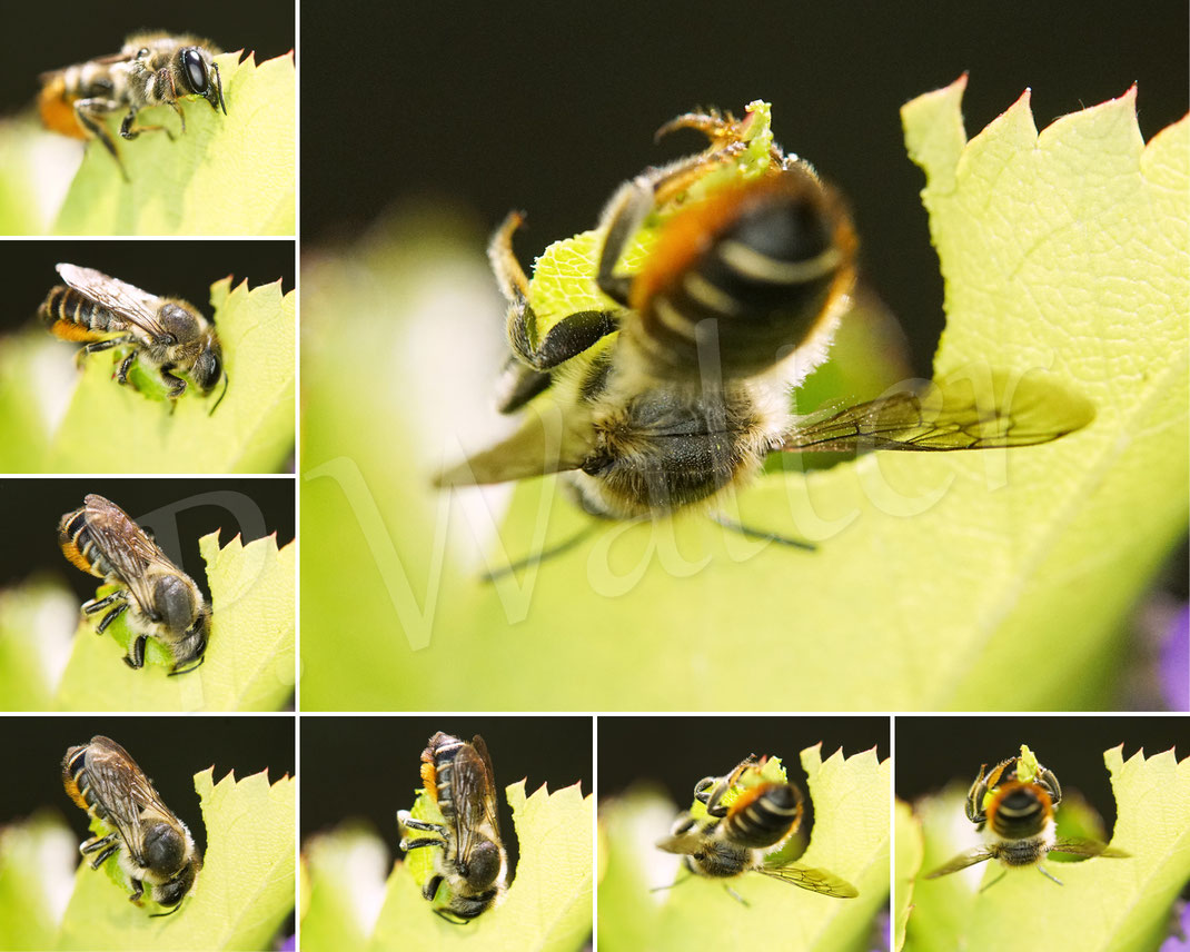 Bild: Weibchen, Buntfarbige Blattschneiderbiene, Megachile versicolor, Blatt, Wildrose, leafcutter bee, Megachilidae, Wildbiene, wildbee