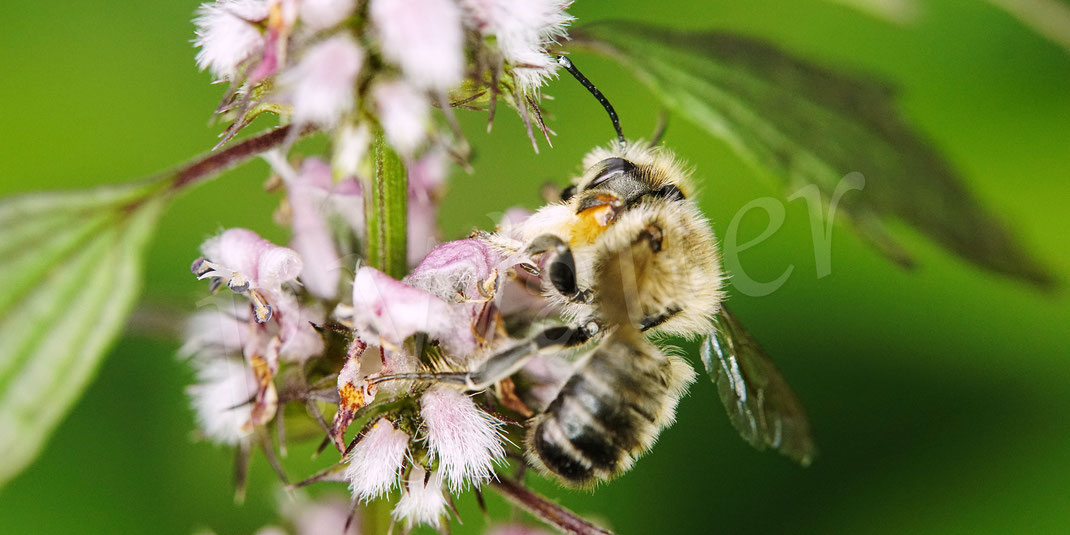 Bild: Garten-Blattschneiderbiene, Megachile willughbiella, Männchen an einer Blüte, Herzgespann, Leonurus cardiaca, Megachilidae, Lippenblütler, Lamiaceae