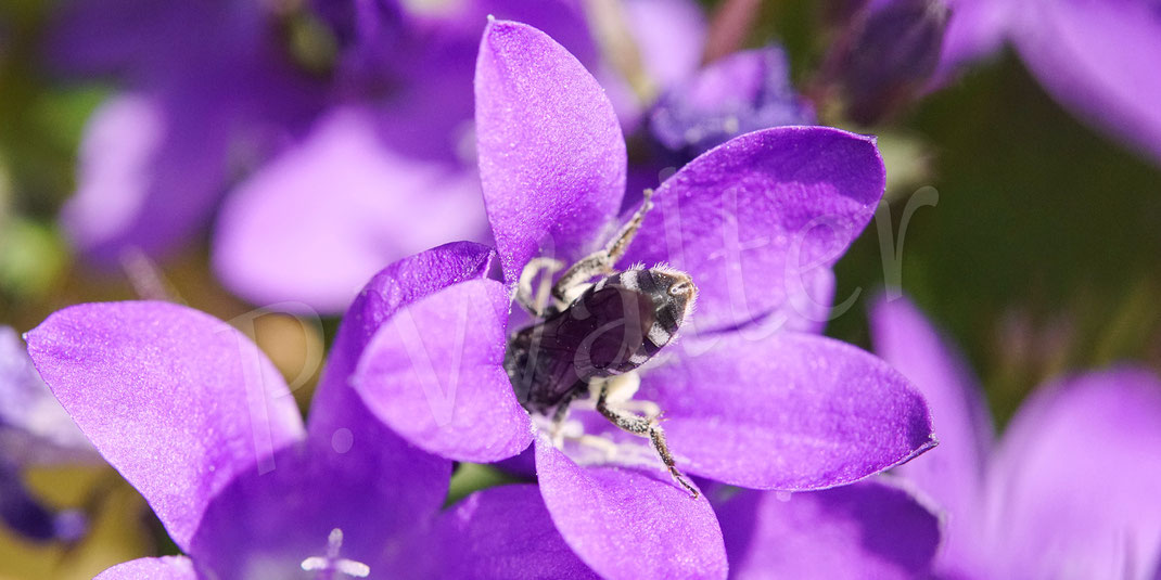 zur Dalmatiner (Polster-)Glockenblume, Campanula portenschlagiana ...