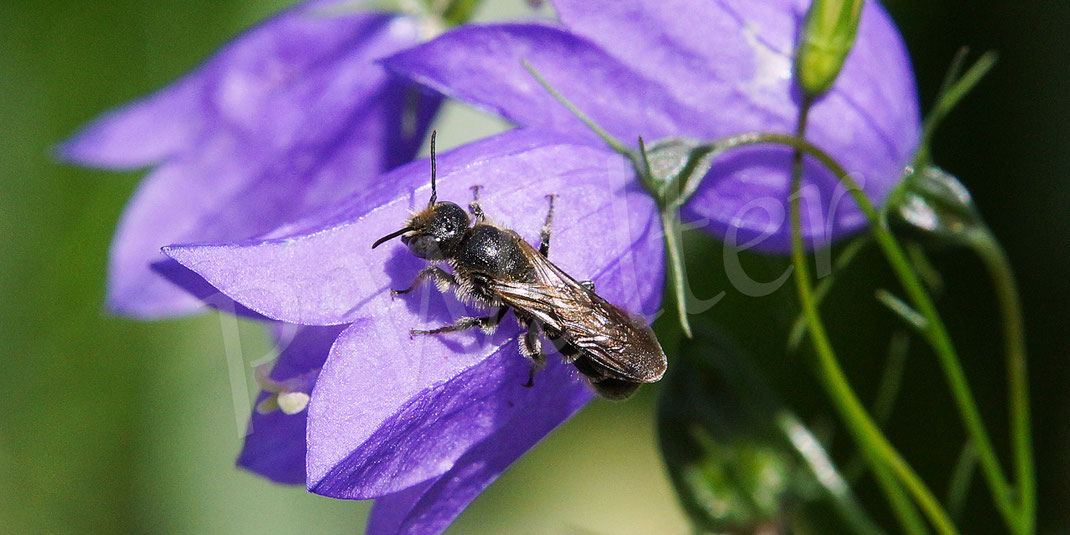 zur Rundblättrigen Glockenblume, Campanula rotundifolia ...