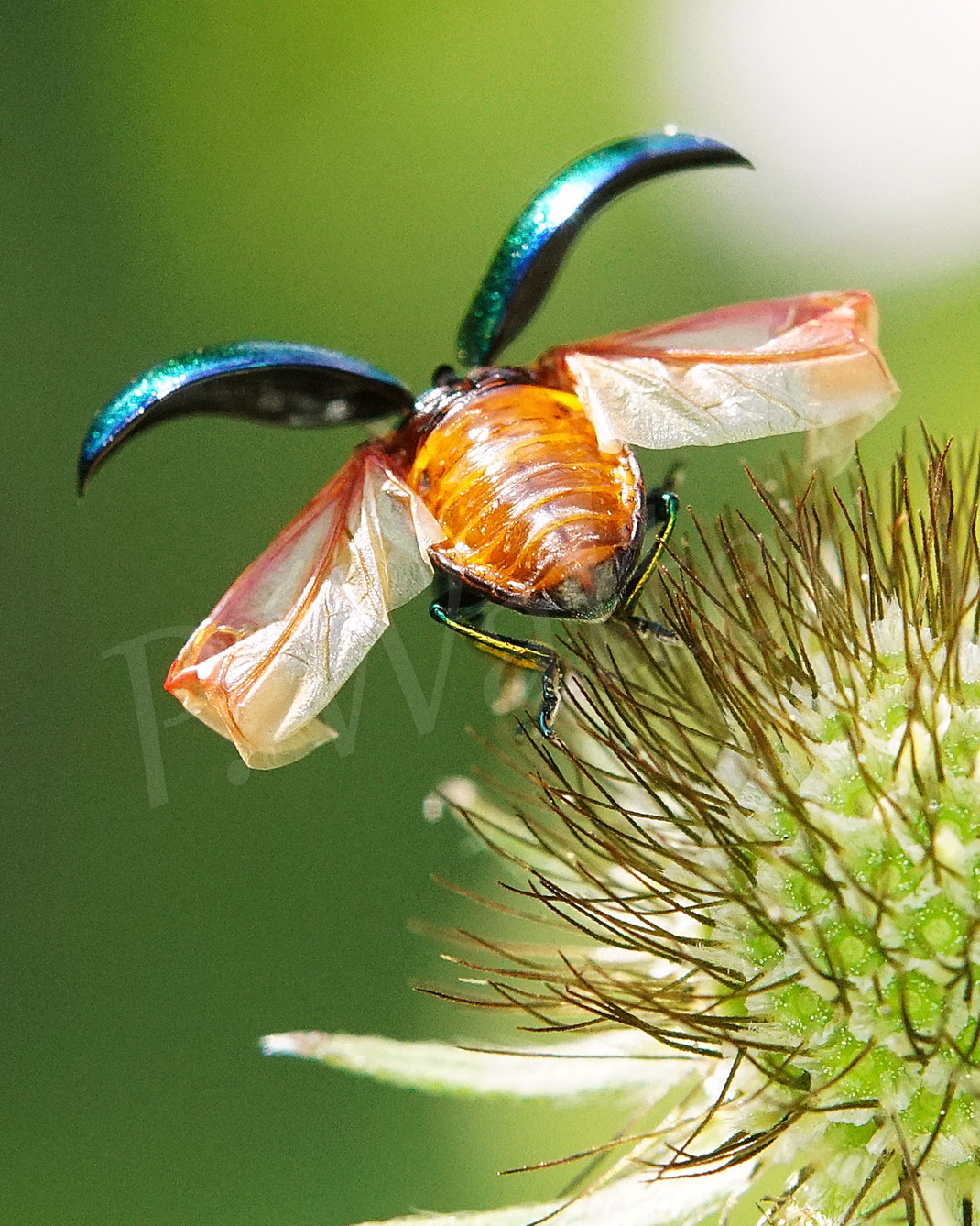 Bild: Prächtiger Blattkäfer, Goldglänzender Blattkäfer, Fasta fastuosa, Chrysolina fastuosa, Chrysomelidae, Chrysomelinae
