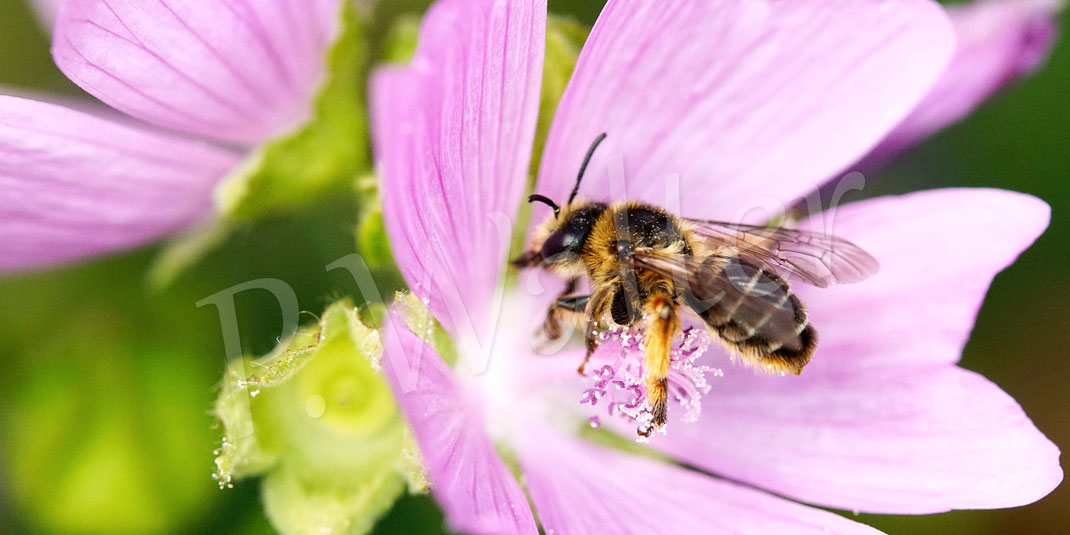Bild: Glockenblumen-Sägehornbiene, Melitta haemorrhoidalis, Moschusmalve, Malva moschata, Malvaceae, rosa Blüte, pink Blüte, oligolektische Wildbiene