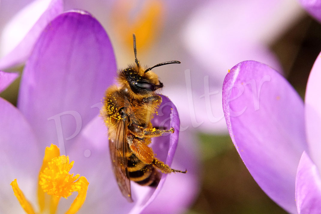 Bild: Gewöhnliche Bindensandbiene, Gemeine Sandbiene, Andrena flavipes, Weibchen, erste Generation, Krokus, crocus, Wildbiene, Blüte, Schwertliliengewächse, Iridaceae, Frühblüher