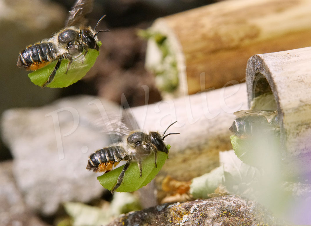 Bild: Weibchen, Buntfarbige Blattschneiderbiene, Megachile versicolor, leafcutter bee, Megachilidae, Wildbiene, wildbee, Flug, Anflug, Nistplatz, Blattstück, Bambusröhrchen