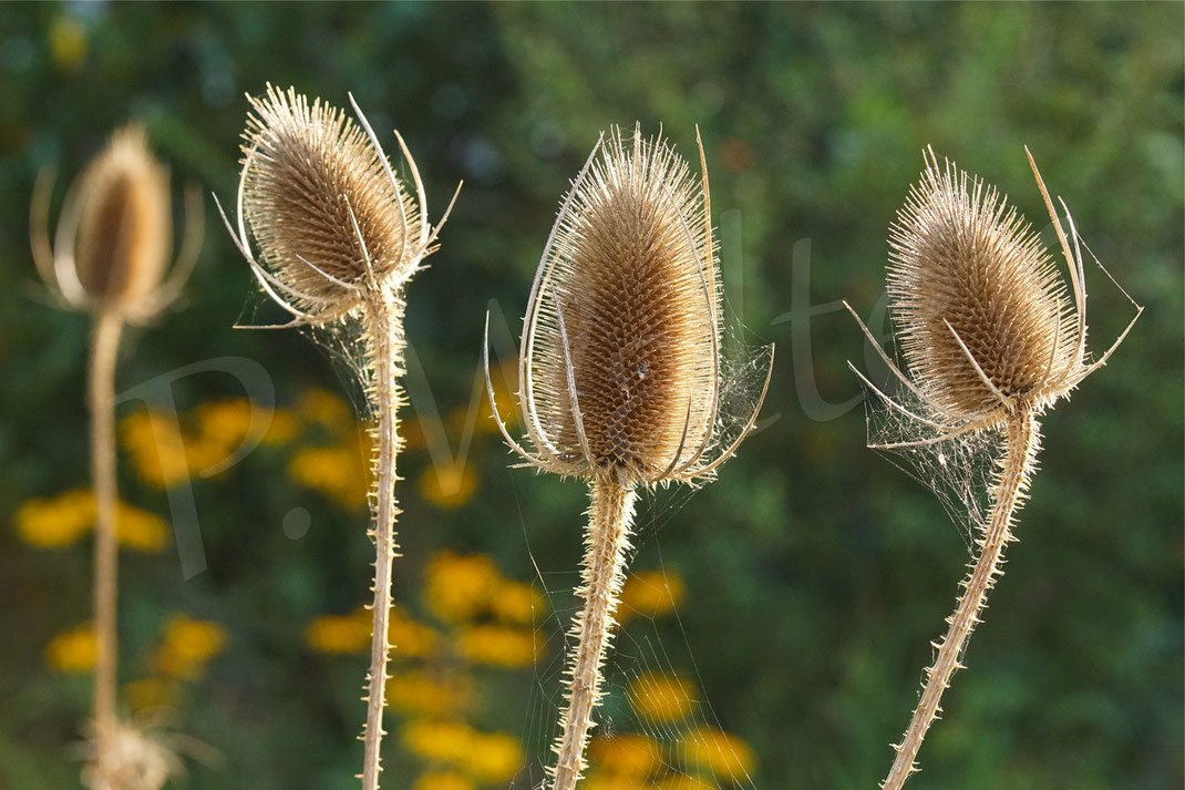 Bild: Wilde Karde, Dipsacus fullonum, vertrocknet, verblüht