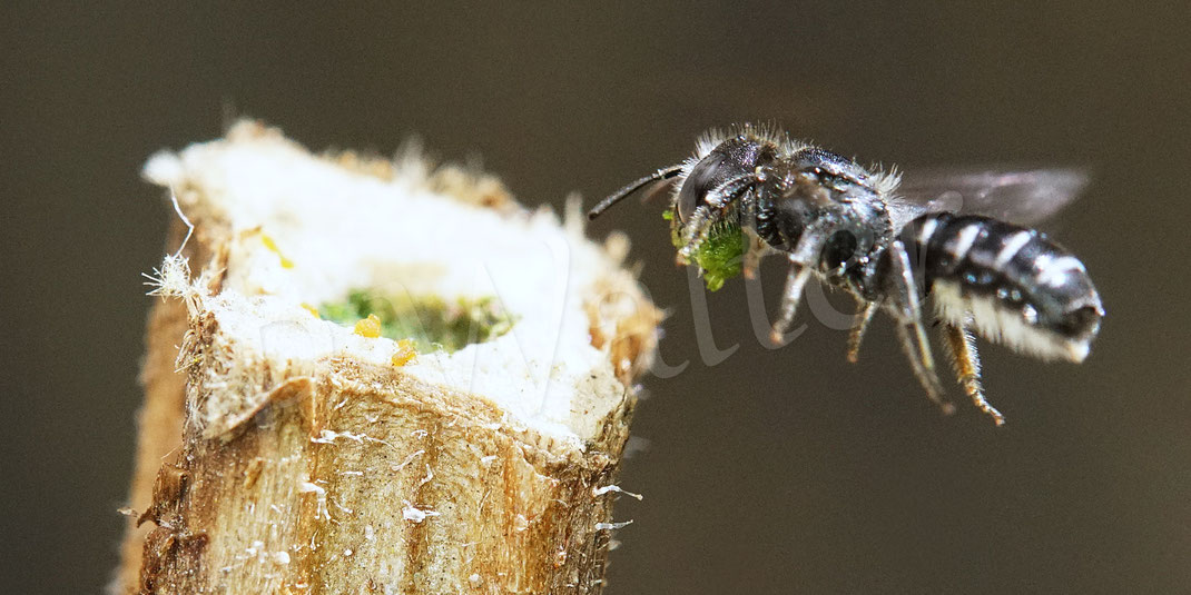 Bild: Schwarzspornige Stängel-Mauerbiene, Stängelbiene, Hoplitis leucomelana, Osmia leucomelana, markhaltiger Stängel, Wildbiene, Marknister, Markbewohner, Pflanzenmörtel, Verschluss