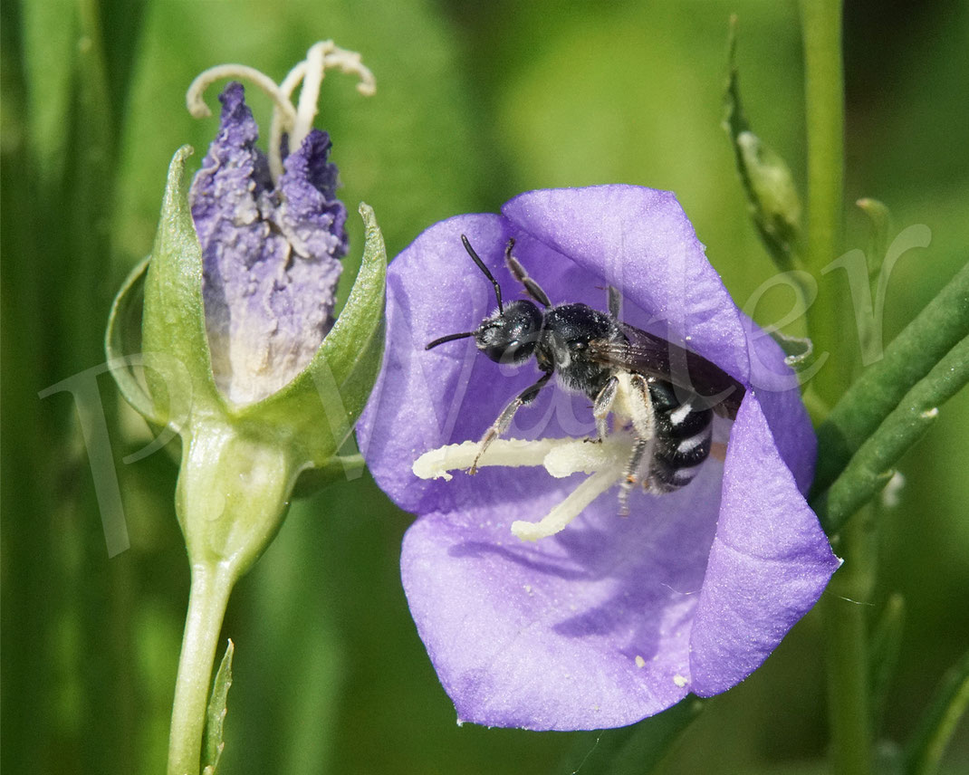 Bild: wahrscheinlich eine der seltensten Wildbienenbesucher unseres Garten, eine Glockenblumen-Schmalbiene, Lasioglossum costulatum