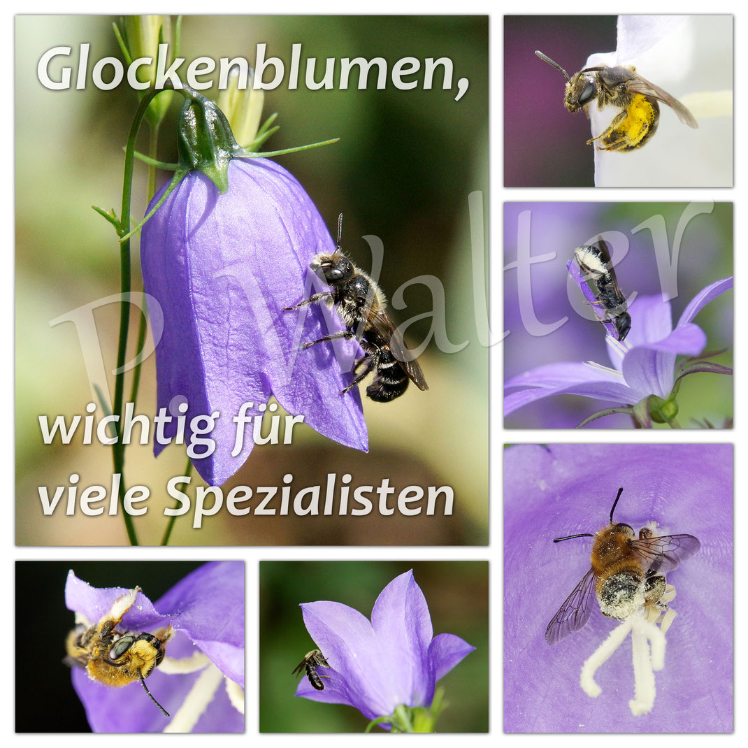 ... eine kleine Übersicht der Besucher von Glockenblumen ...