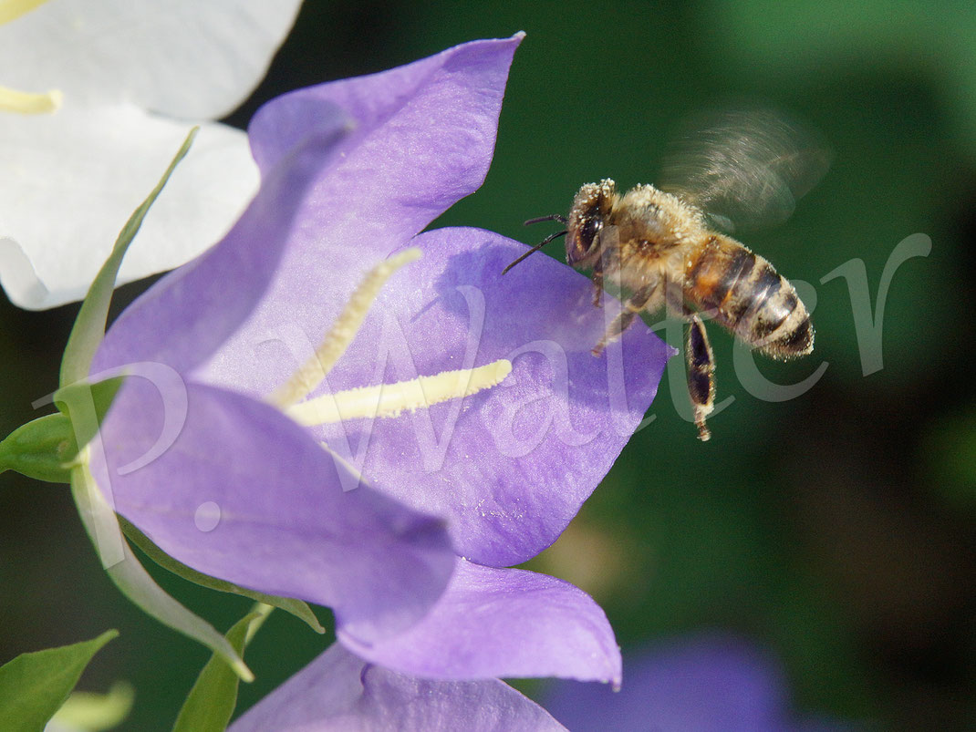 30.05.2018 : ja, natürlich auch Honigbienen bedienen sich am reich gedeckten Tisch