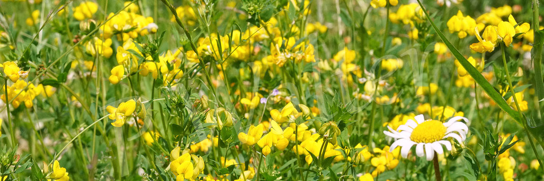 07.06.2024 : Blick über unsere Wiese ...
