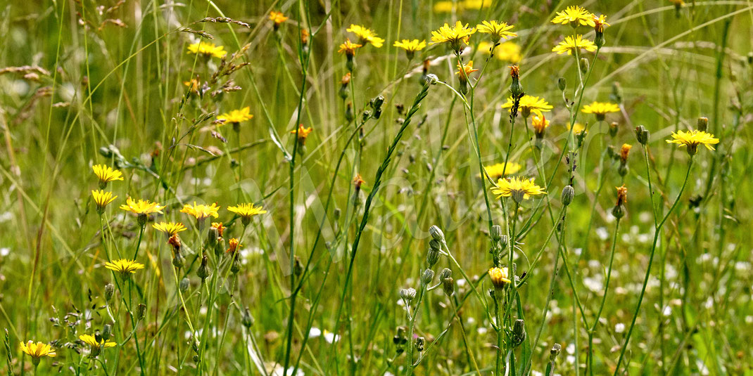 Bild: Kleinköpfiger Pippau, Crepis capillaris, Korbblütler, Asteraceae, winzige gelbe Blüten