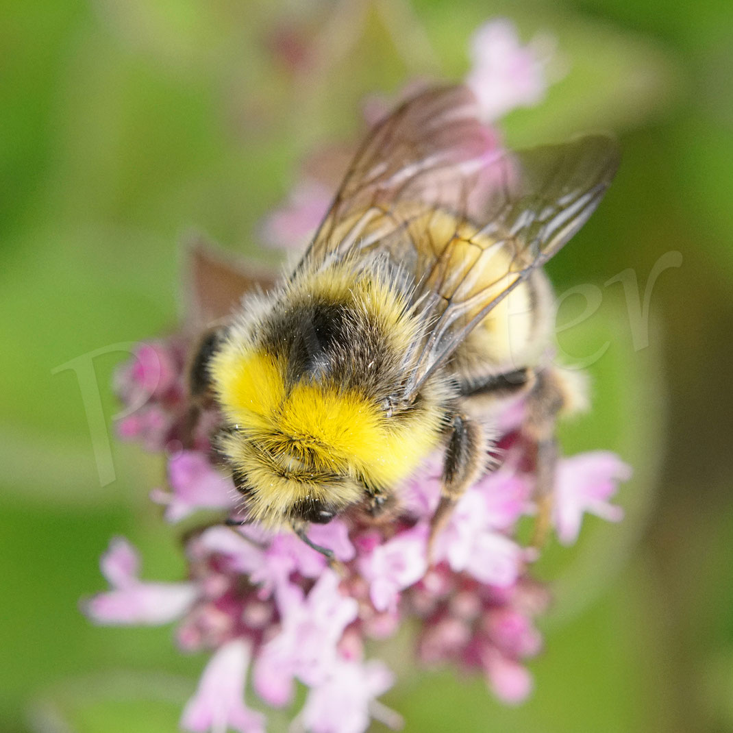 Bild: Helle Erdhummel, Drohn, Bombus lucorum, am Dost, Oregano, Hummeldrohn
