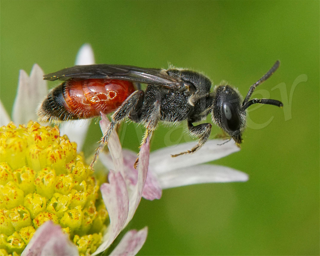 Bild: eine mittelgroße Blutbiene, Sphecodes spec. , am Gänseblümchen, Bellis perennis