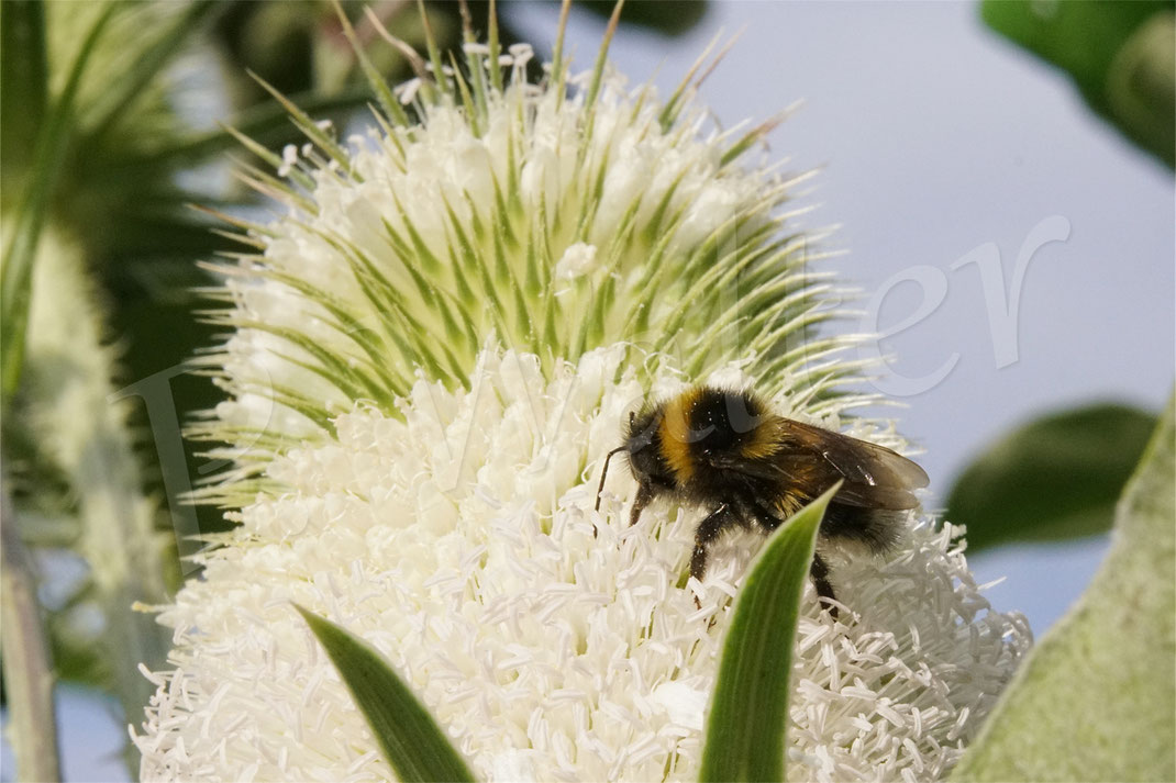 Bild: Gartenhummel, Bombus hortorum, an der Schlitzblättrigen Karde, Dipsacus laciniatus, Kardengewächse, Dipsacus, Schlitzblatt-Karde, weiße Karde