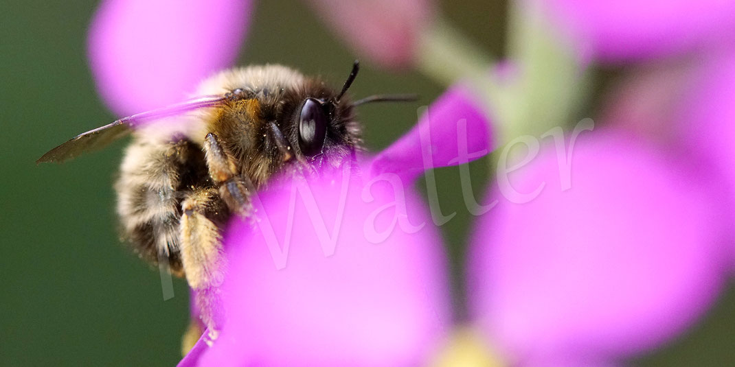 Bild: Frühlings-Pelzbiene, Anthophora plumipes, Weibchen an den Blüten des Schöterich, Wildbiene, Flower Bee