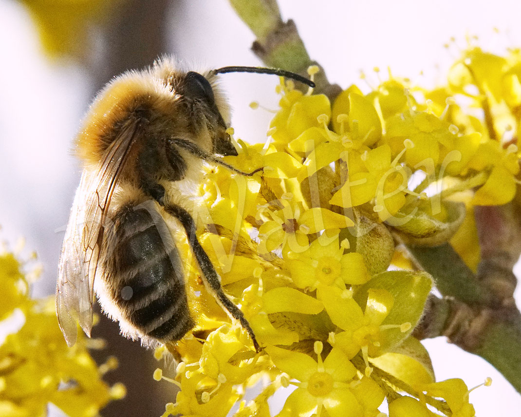 Bild: Frühlings-Seidenbiene, Colletes cunicularius, Männchen an der Kornelkirsche, Cornus mas, Wildbiene