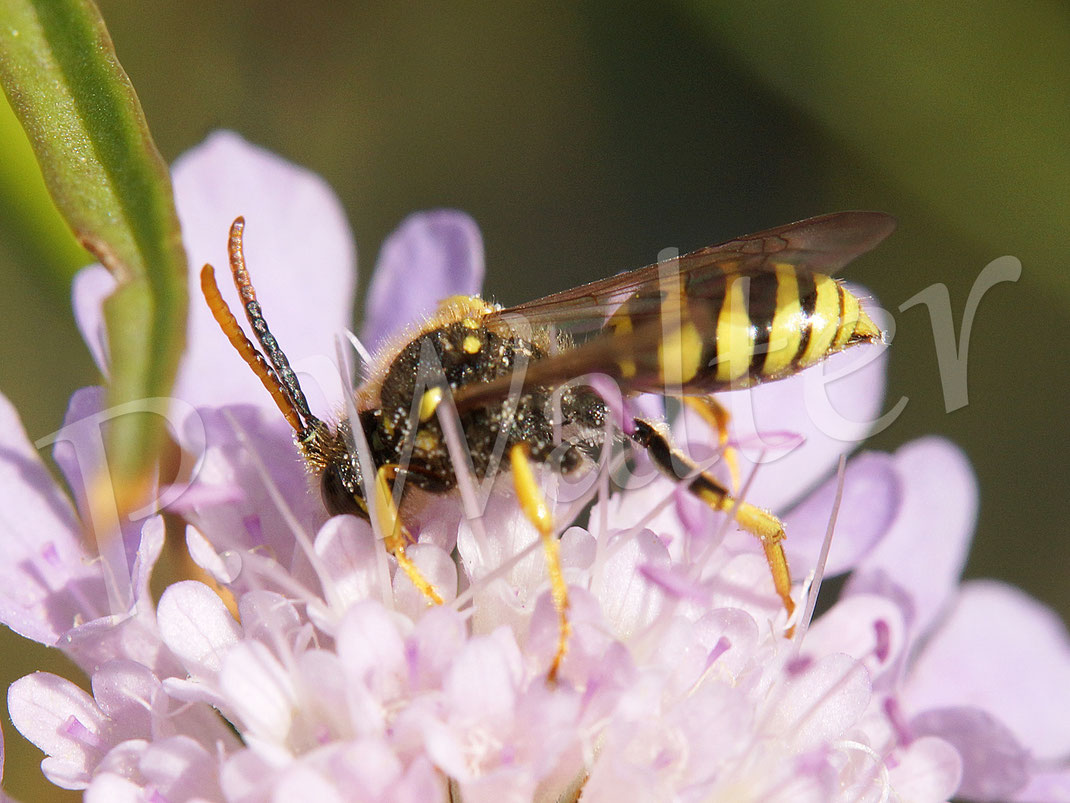 Bild: Nomada spec., Wespenbiene, Männchen nektartrinkend an einer Skabiose