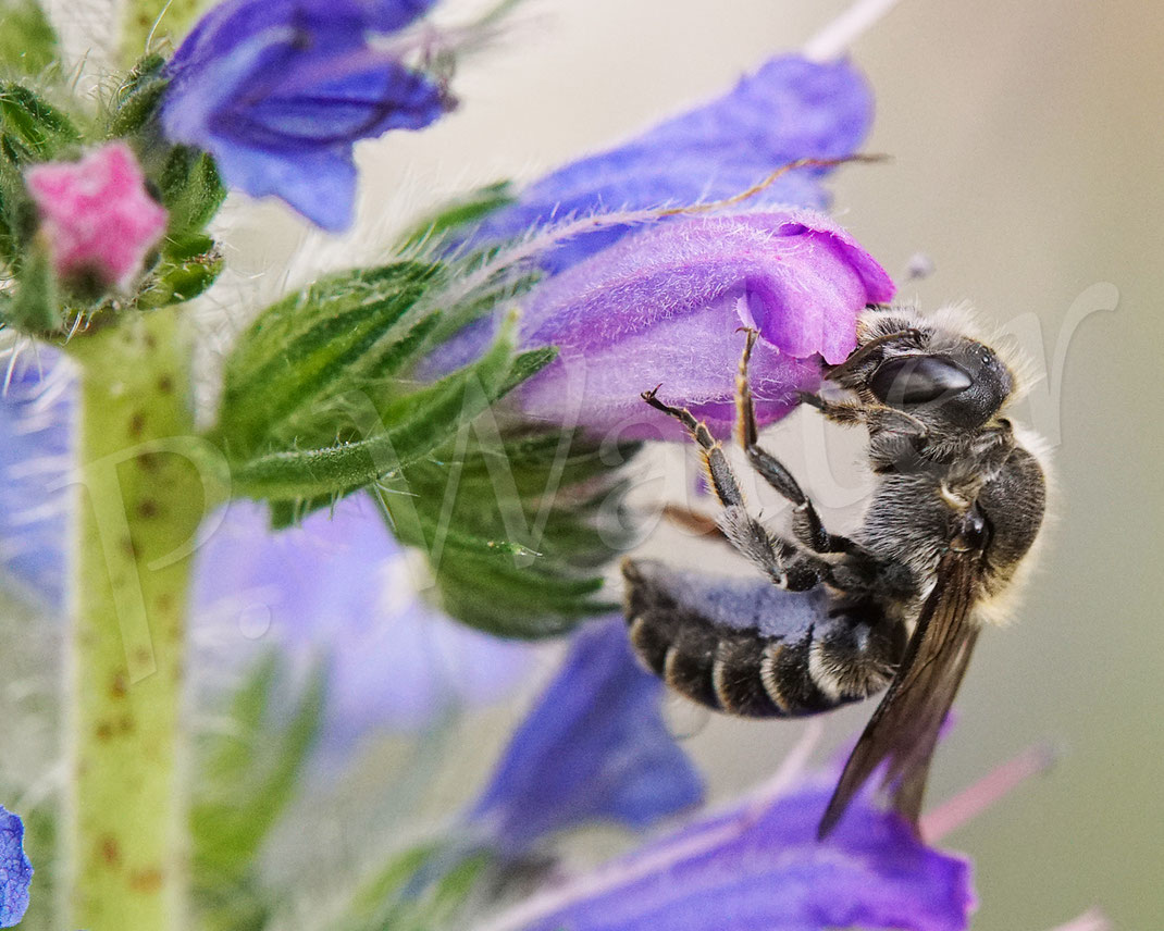 Bild: Weibchen der Natternkopf-Mauerbiene, Osmia adunca, Hoplitis adunca, in einer Natternkopfblüte