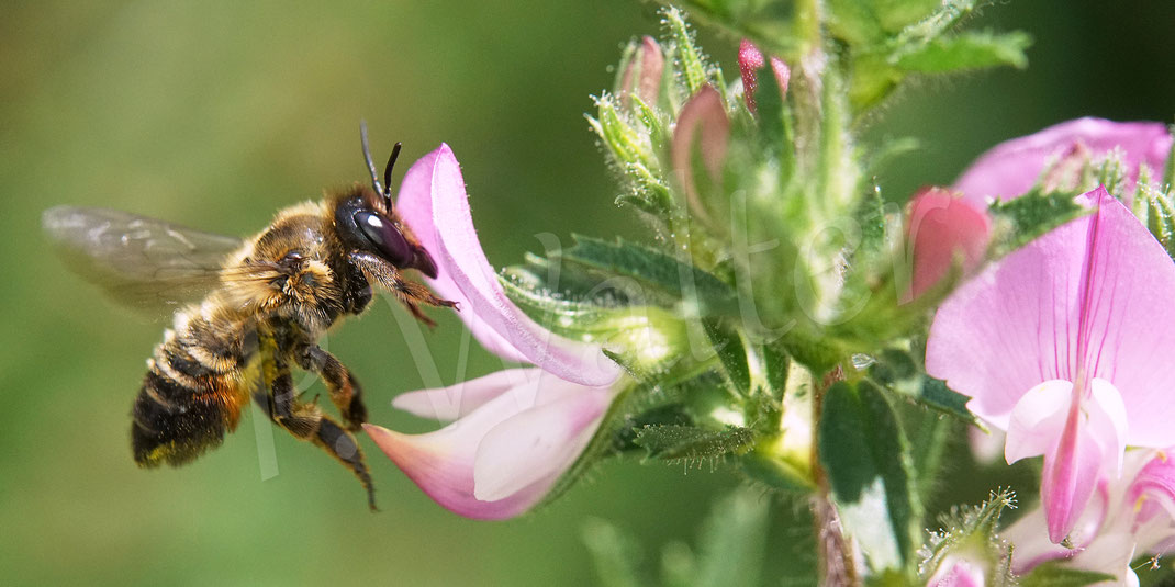 Bild: Garten-Blattschneiderbiene, Totholz-Blattschneiderbiene, Megachile willughbiella, Weibchen, Megachilidae, Wildbiene, Dornige Hauhechel, Ononis spinosa, Schmetterlingsblütler, Faboideae, Hülsenfrüchtler, Fabaceae, Blüte, Nektar, Pollen