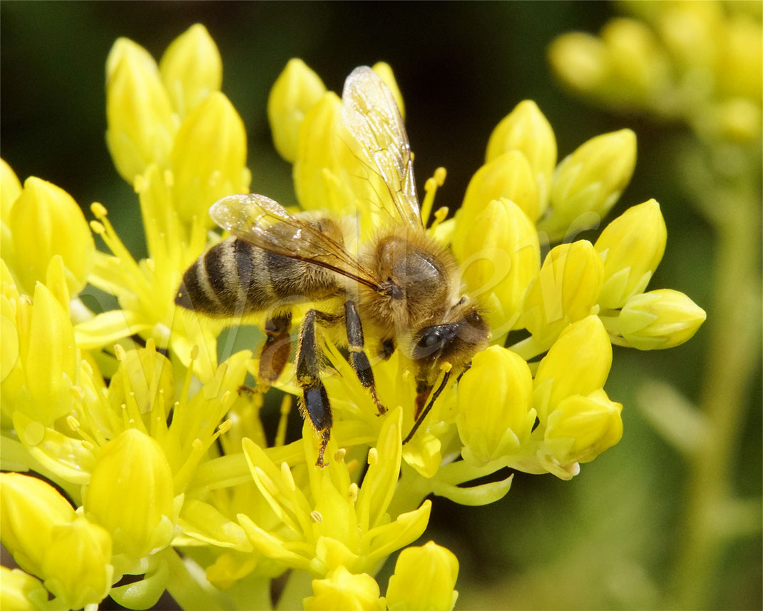 Bild: Honigbiene, Apis mellifera, an den Blüten der Felsen-Fetthenne