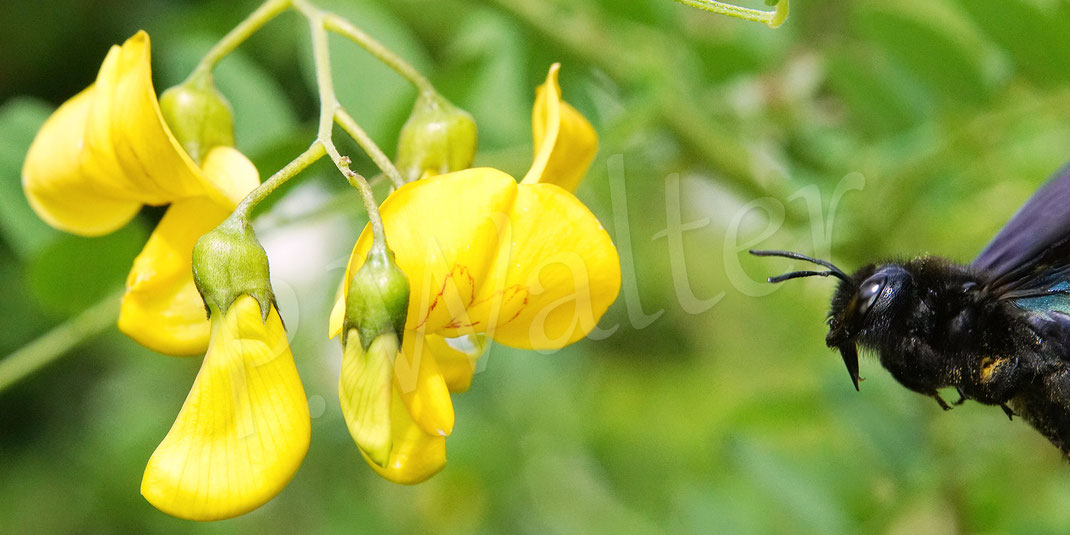 Bild: Blauschwarze Holzbiene, Große Holzbiene, Blaue Holzbiene, Xylocopa violacea, Weibchen, Gewöhnlicher Blasenstrauch, Colutea arborescens, Hülsenfrüchtler, Schmetterlingsblütler, Fabaceae, Wildbiene, wildbee, violet carpenter bee, Blauwzwarte houtbij